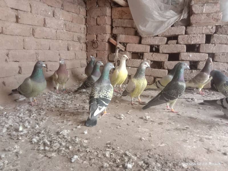 homing pigeons for sale 9