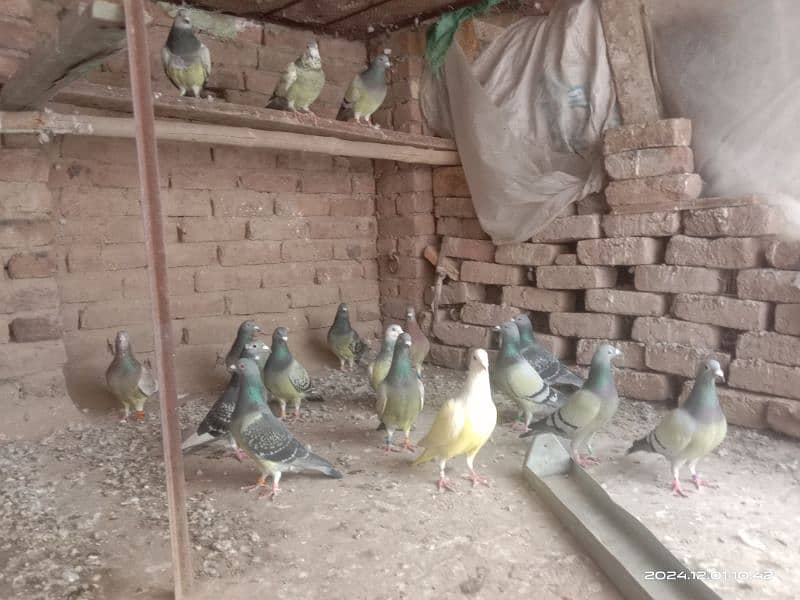 homing pigeons for sale 10