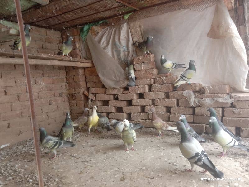 homing pigeons for sale 11