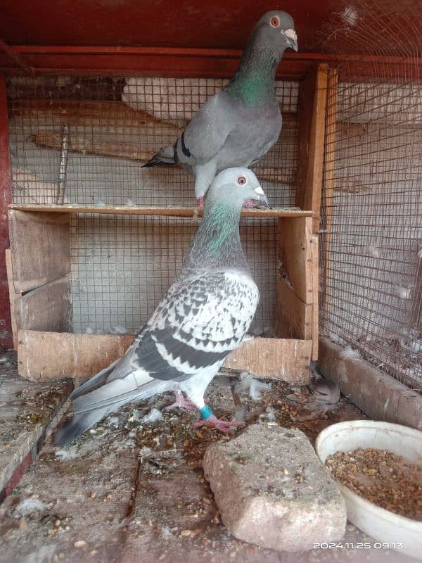 homing pigeons for sale 12