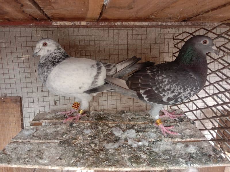 homing pigeons for sale 13