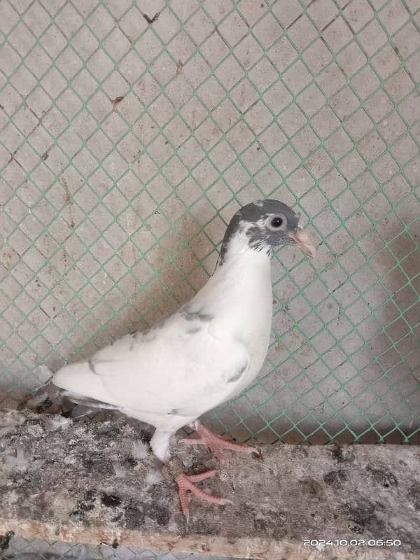 homing pigeons for sale 15