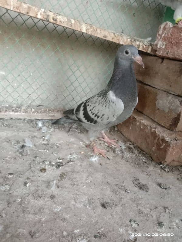 homing pigeons for sale 16