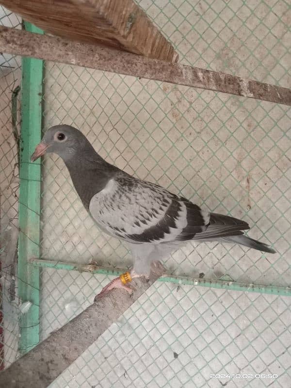 homing pigeons for sale 17