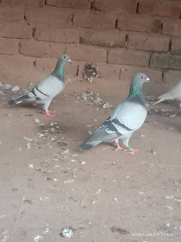 homing pigeons for sale 18