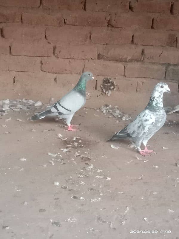 homing pigeons for sale 19