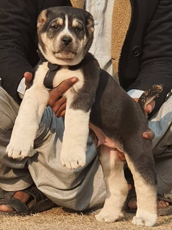 alabai security Dog 2 month male for sale heavy bone 0