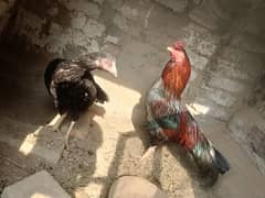 Aseel pair for sale