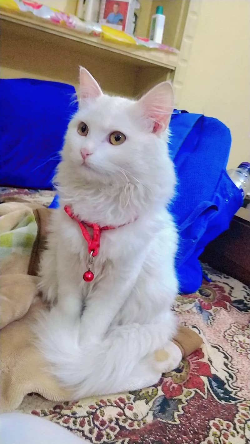 Fully trained triple coat pure Persian cat age is 4.5 months 0