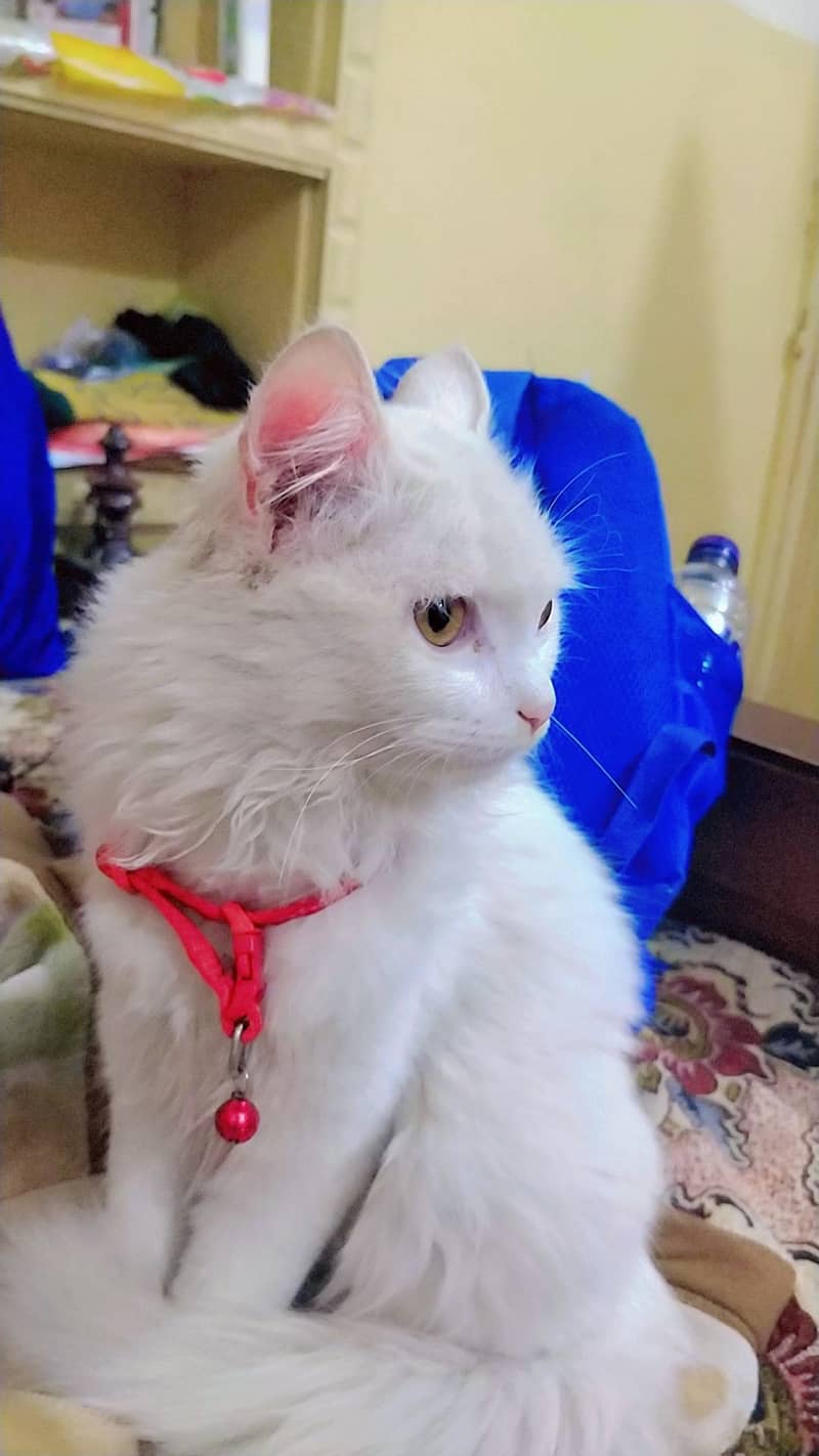 Fully trained triple coat pure Persian cat age is 4.5 months 1