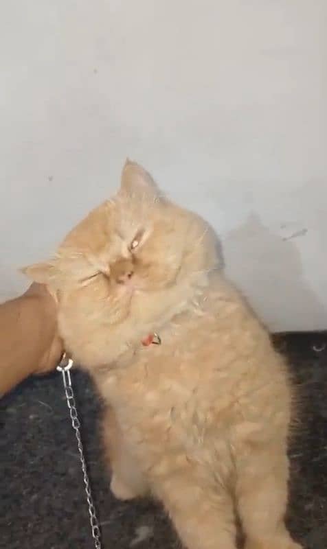 Persian Male cat for sale litter train vaccinated 1