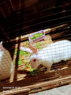 Rabbits for sale. . .