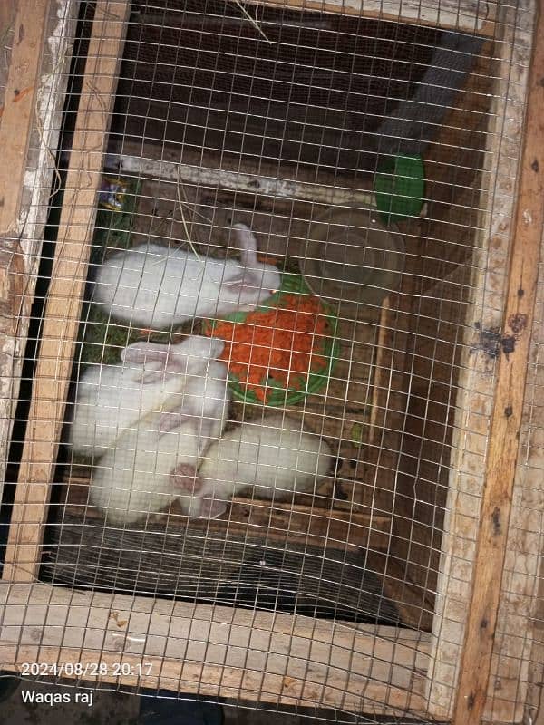 Rabbits for sale. . . 1