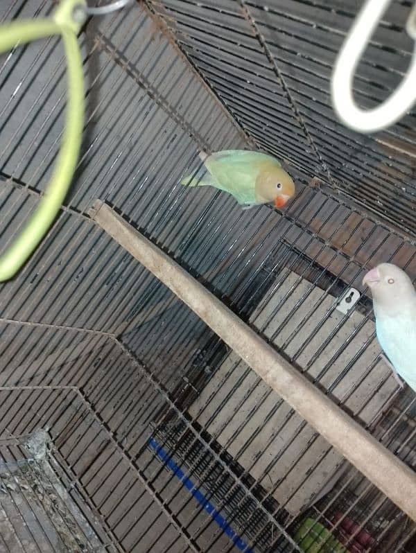 urgent sale red eye albino 1