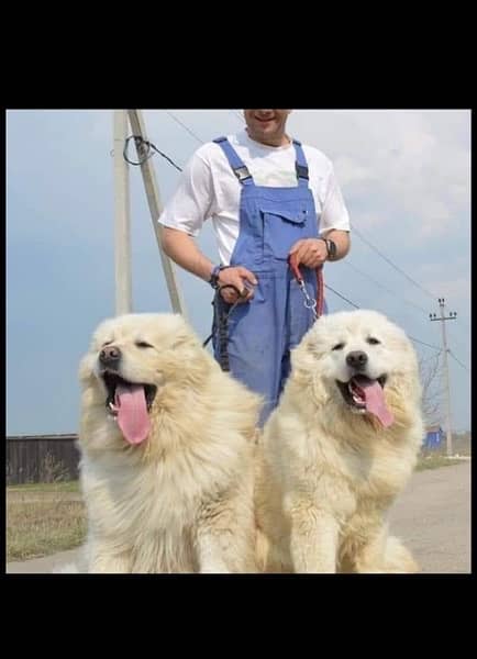 kings alibai full security dog pair 2 mohtn for sale 1