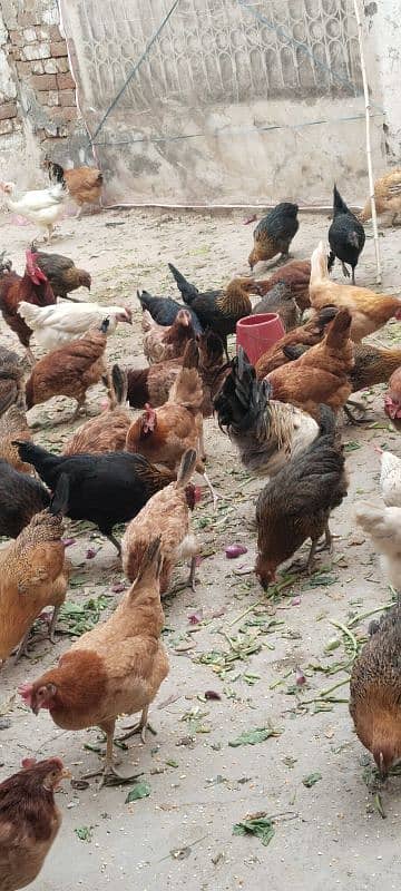 Desi hens | Misri Golden hens | Eggs layning hens 1