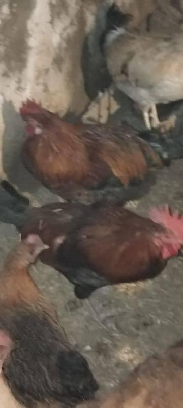 Desi hens | Misri Golden hens | Eggs layning hens 3