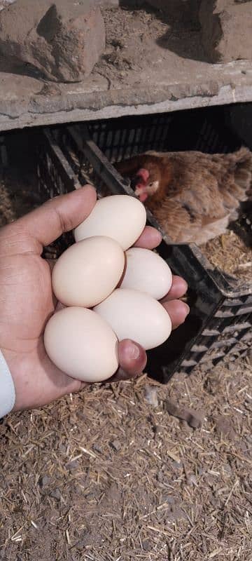 Desi hens | Misri Golden hens | Eggs layning hens 4