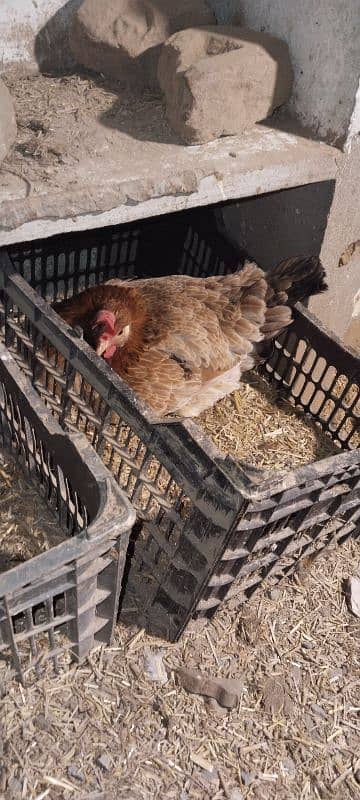 Desi hens | Misri Golden hens | Eggs layning hens 6