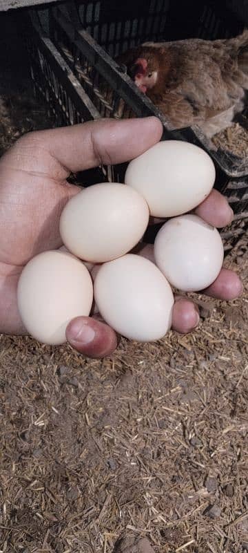 Desi hens | Misri Golden hens | Eggs layning hens 7