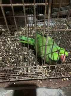 parrots for sale