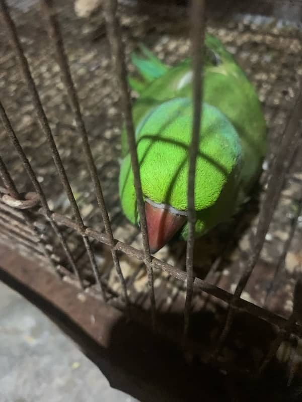 parrots for sale 1