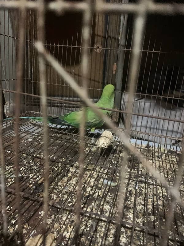 parrots for sale 2