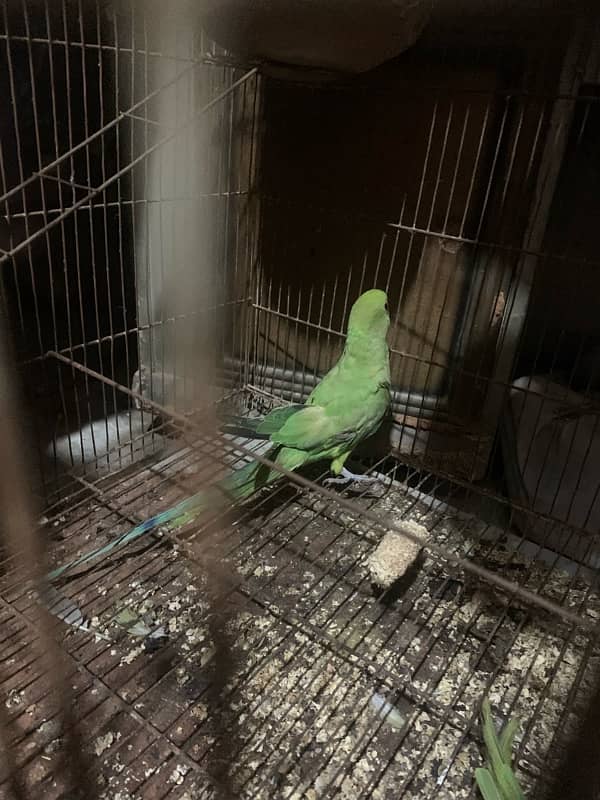 parrots for sale 3