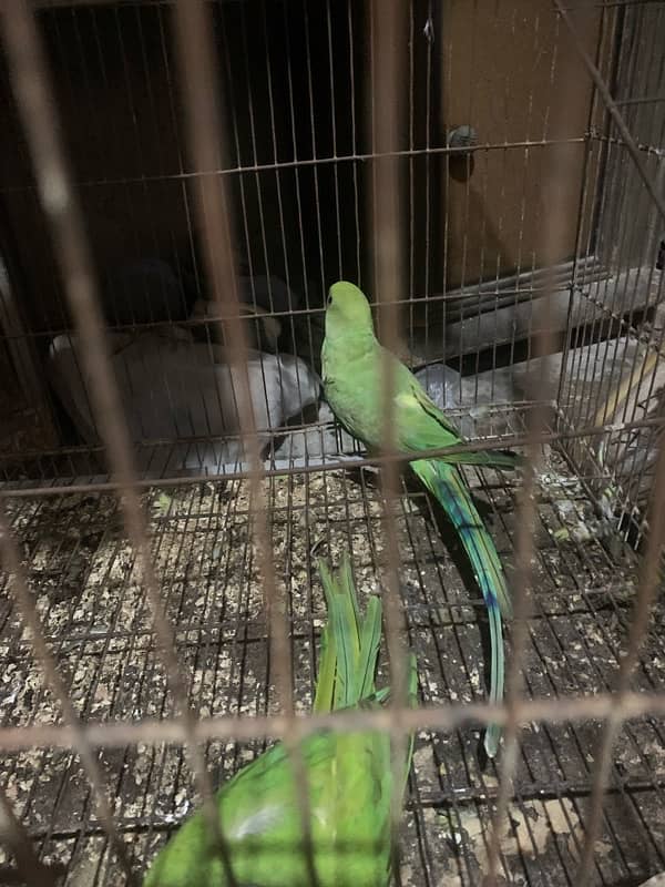 parrots for sale 4