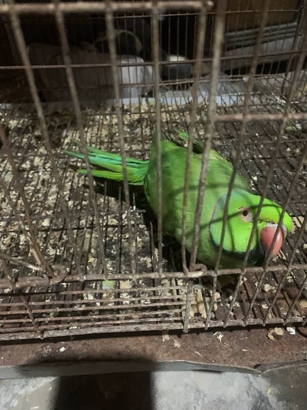 parrots for sale 5