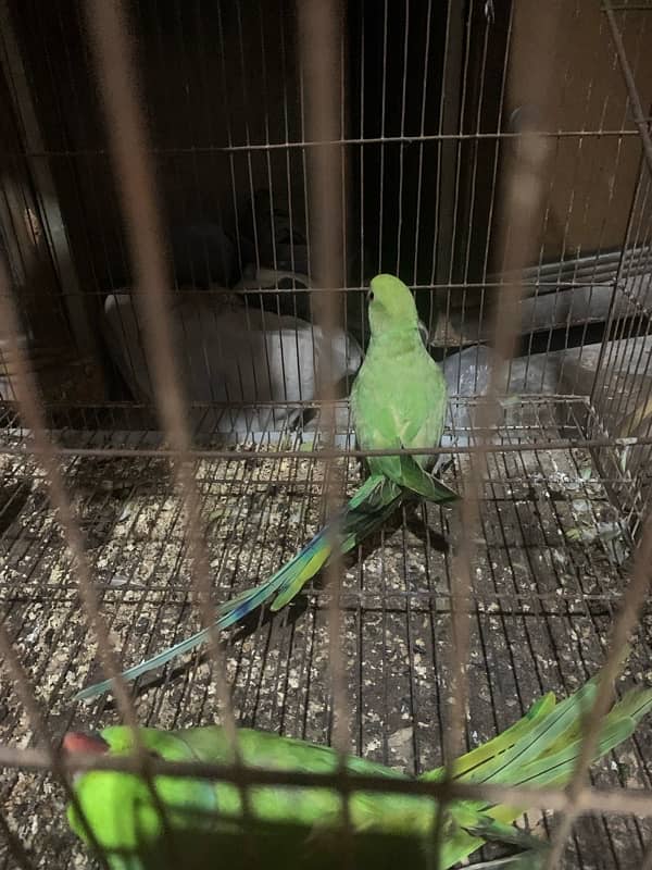 parrots for sale 6