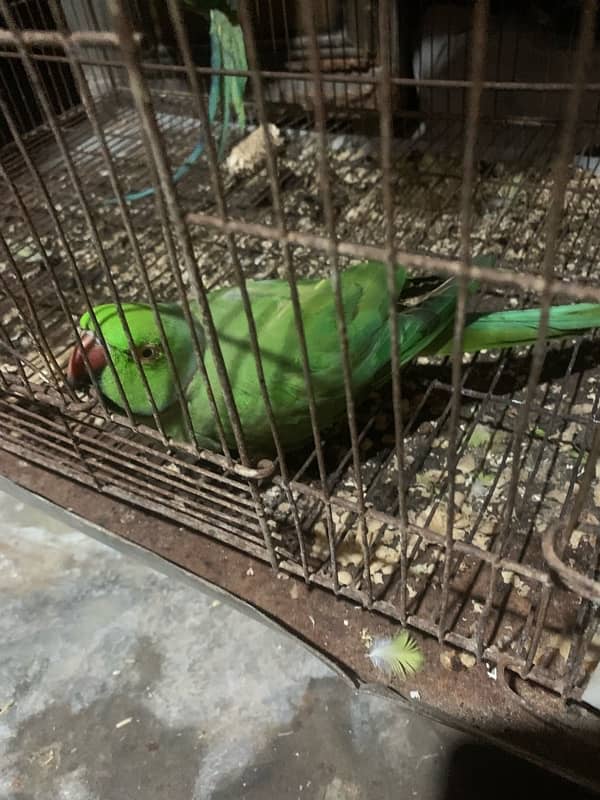 parrots for sale 7