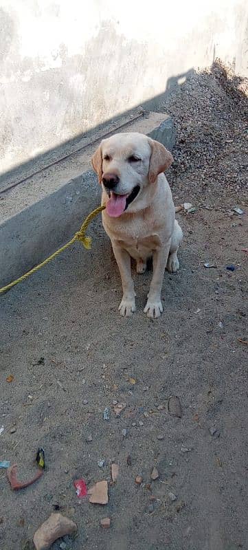 male labrador 3 years old 0