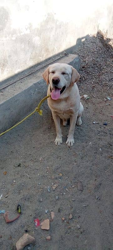 male labrador 3 years old 1