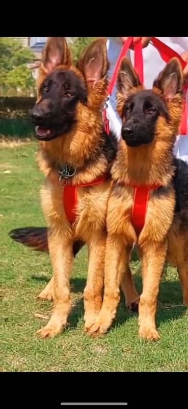 Pair of Germen shepherd boht are healthy with vaccines completed 2