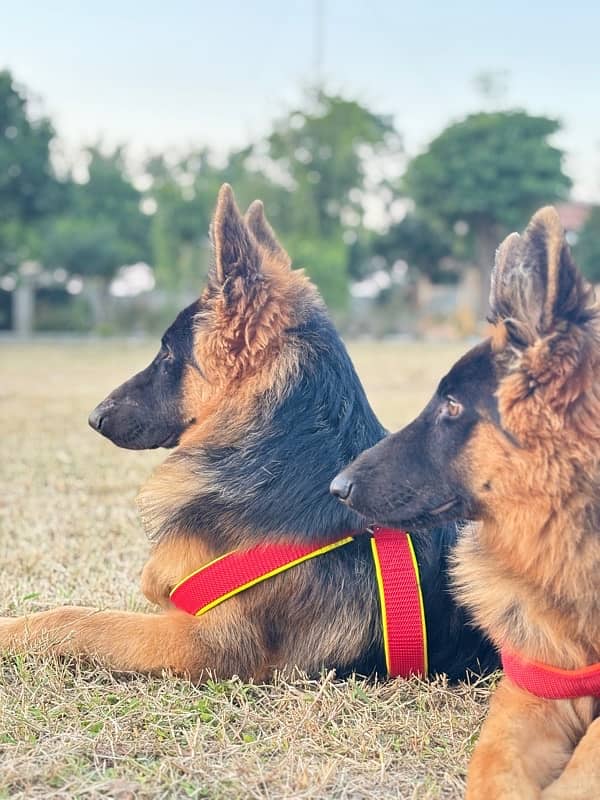 Pair of Germen shepherd boht are healthy with vaccines completed 3