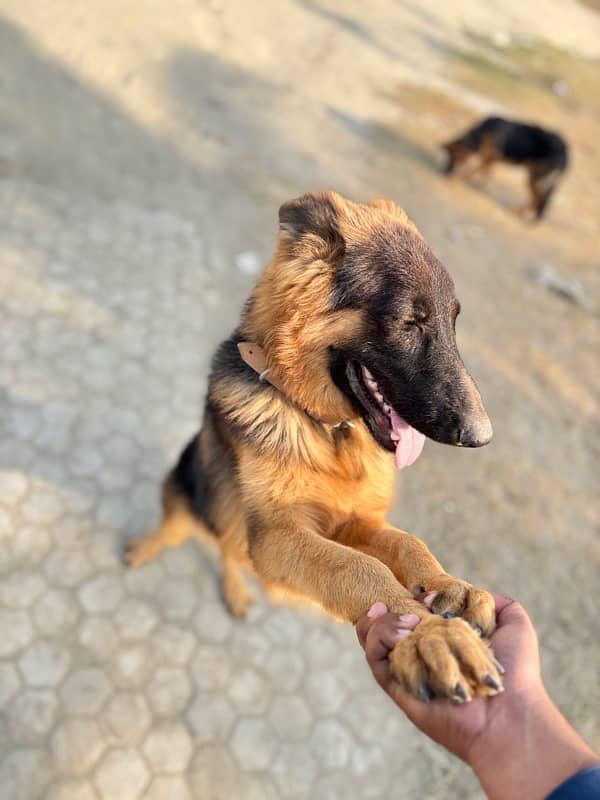 Pair of Germen shepherd boht are healthy with vaccines completed 4