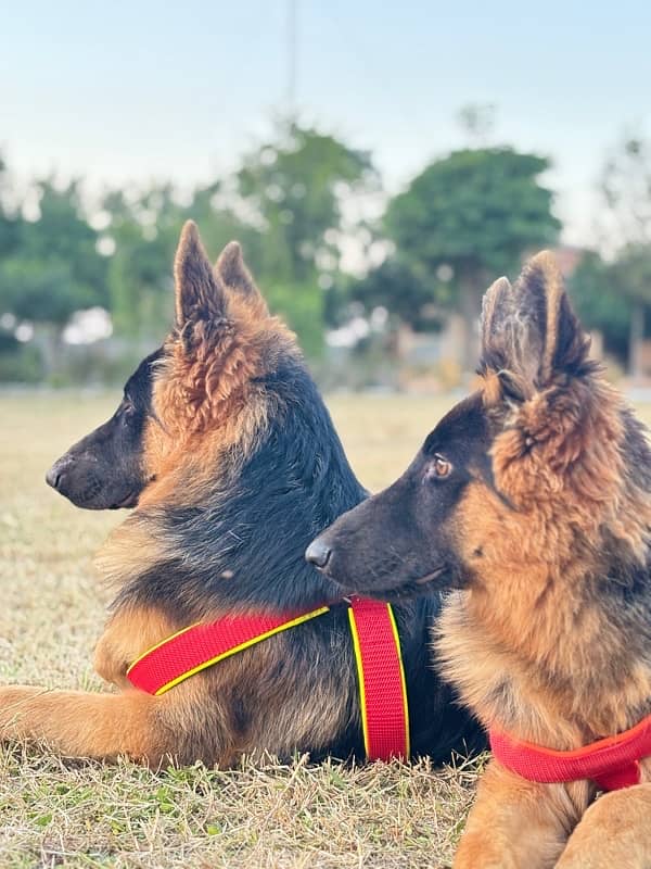 Pair of Germen shepherd boht are healthy with vaccines completed 5