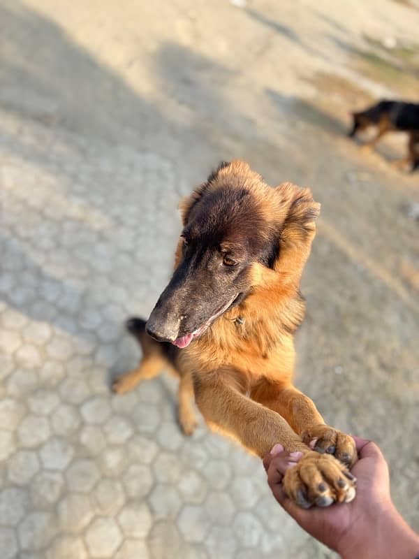 Pair of Germen shepherd boht are healthy with vaccines completed 6