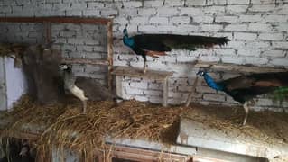 peacock Indian blue and indian black shoulder pair available