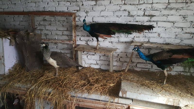 peacock Indian blue and indian black shoulder pair available 0