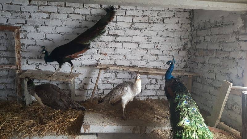 peacock Indian blue and indian black shoulder pair available 1