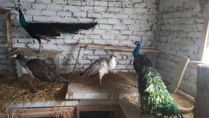 peacock Indian blue and indian black shoulder pair available 3