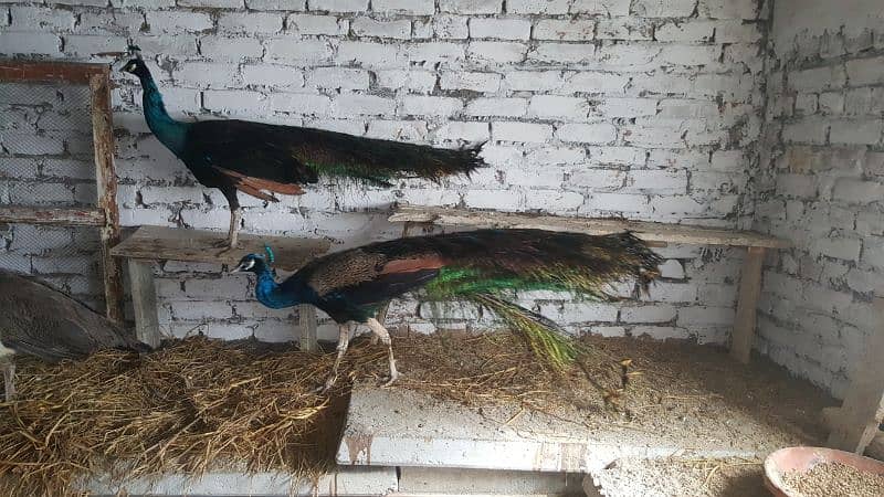 peacock Indian blue and indian black shoulder pair available 4