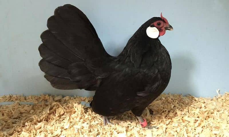 thai cross Aseel, white silkie, black polish, black rosecomb chicks, 0