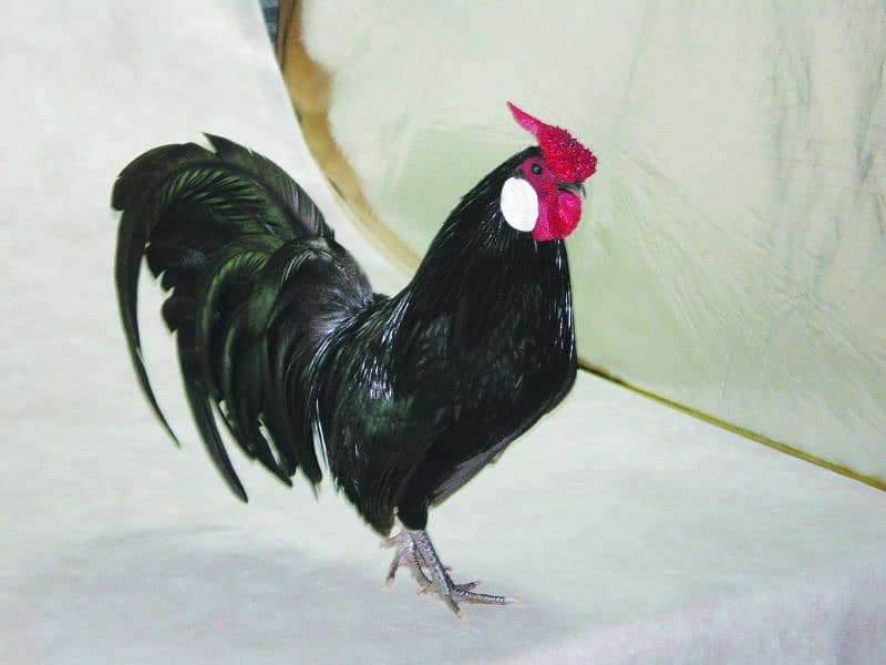 thai cross Aseel, white silkie, black polish, black rosecomb chicks, 1