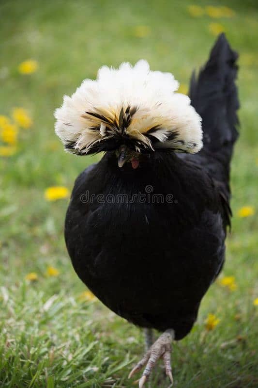 thai cross Aseel, white silkie, black polish, black rosecomb chicks, 4