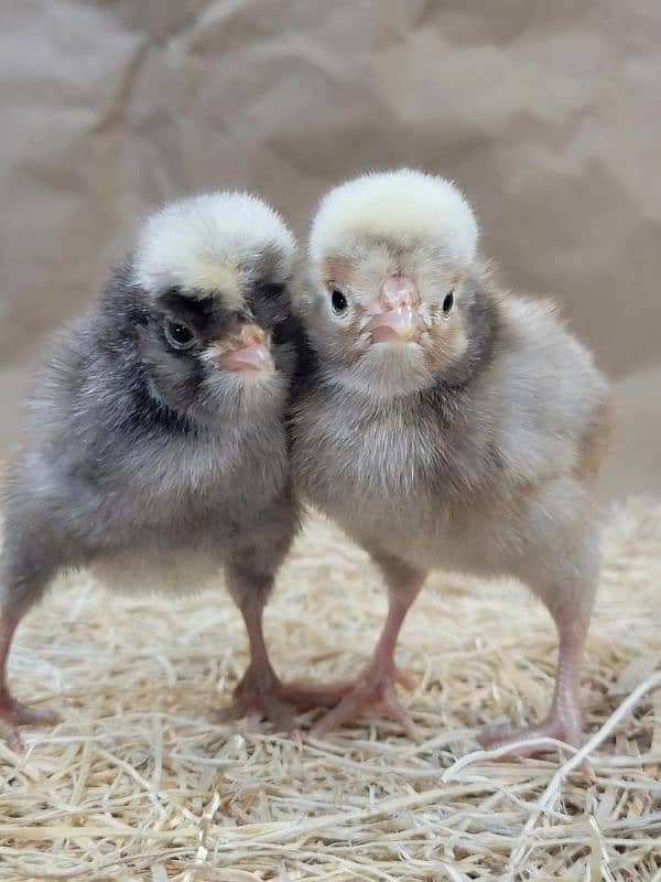 thai cross Aseel, white silkie, black polish, black rosecomb chicks, 6