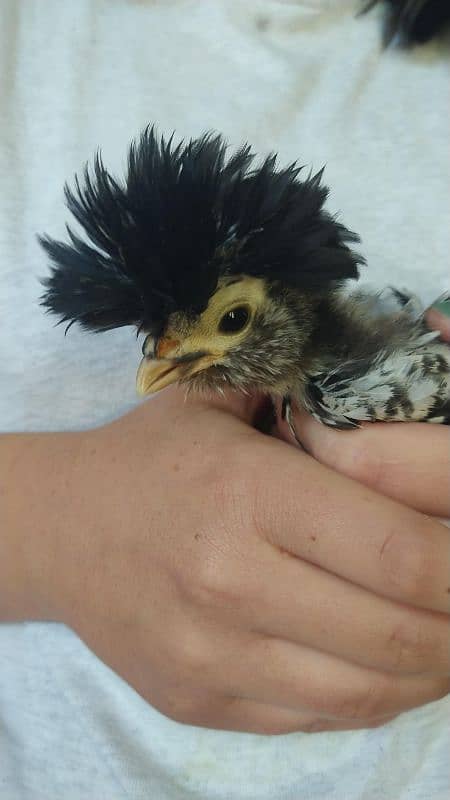 thai cross Aseel, white silkie, black polish, black rosecomb chicks, 7