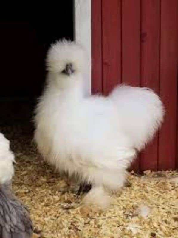 thai cross Aseel, white silkie, black polish, black rosecomb chicks, 8